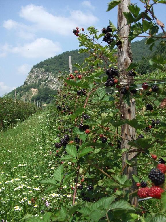 Agriturismo Cascina Rossano プロヴァーリオ・ディゼーオ エクステリア 写真