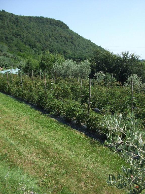 Agriturismo Cascina Rossano プロヴァーリオ・ディゼーオ エクステリア 写真