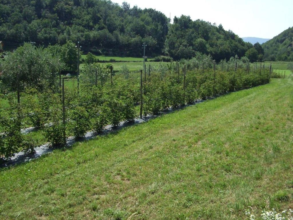 Agriturismo Cascina Rossano プロヴァーリオ・ディゼーオ エクステリア 写真