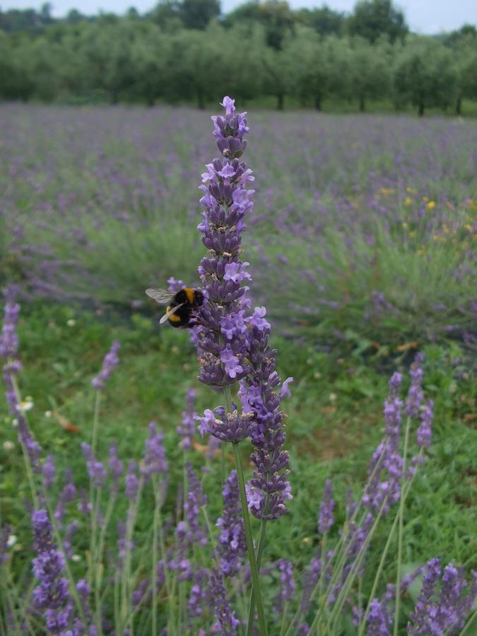 Agriturismo Cascina Rossano プロヴァーリオ・ディゼーオ エクステリア 写真