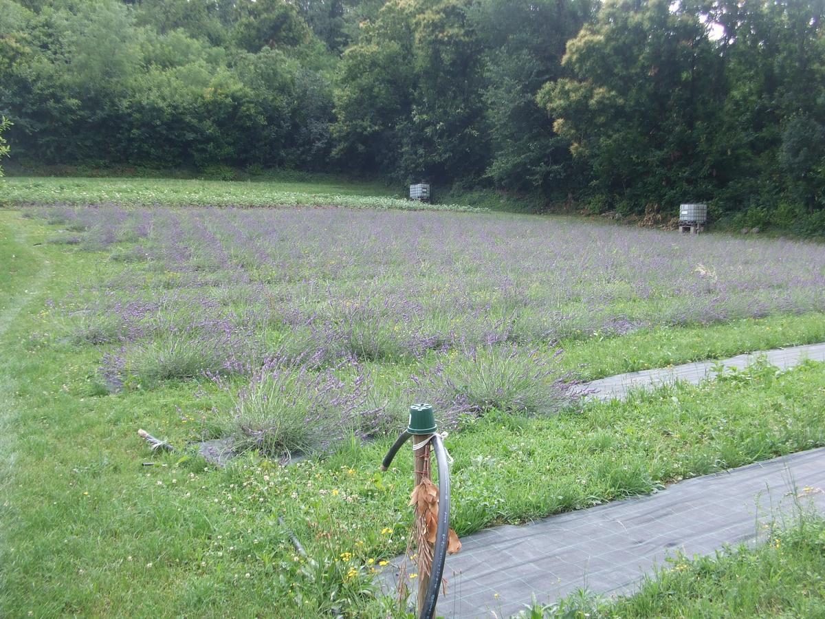 Agriturismo Cascina Rossano プロヴァーリオ・ディゼーオ エクステリア 写真